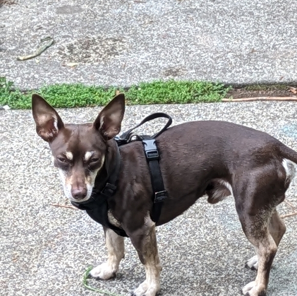 Wool coat - Picture 10 of 10